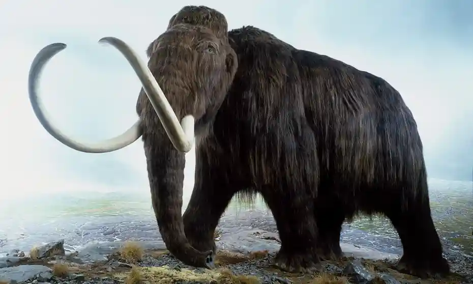 Woolly Mammoth | VBH Publishers