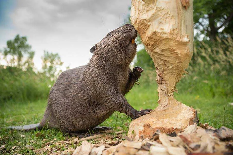 Beavers